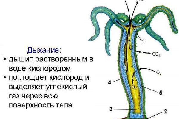 Кракен оф ссылка